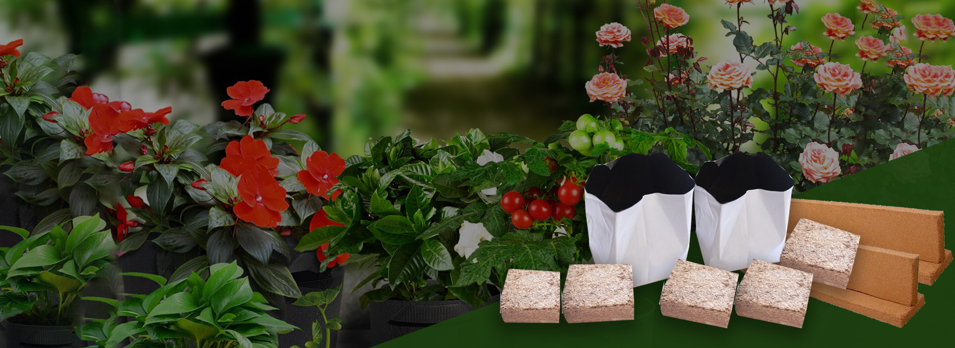 thilma-banner3
